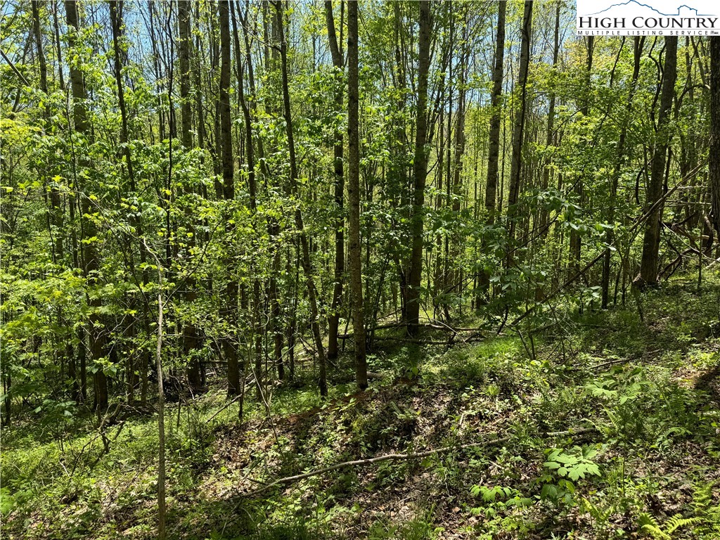 Sutherland Road Creston, NC 28615 - Photo 8 of 13 Gallery Image 8