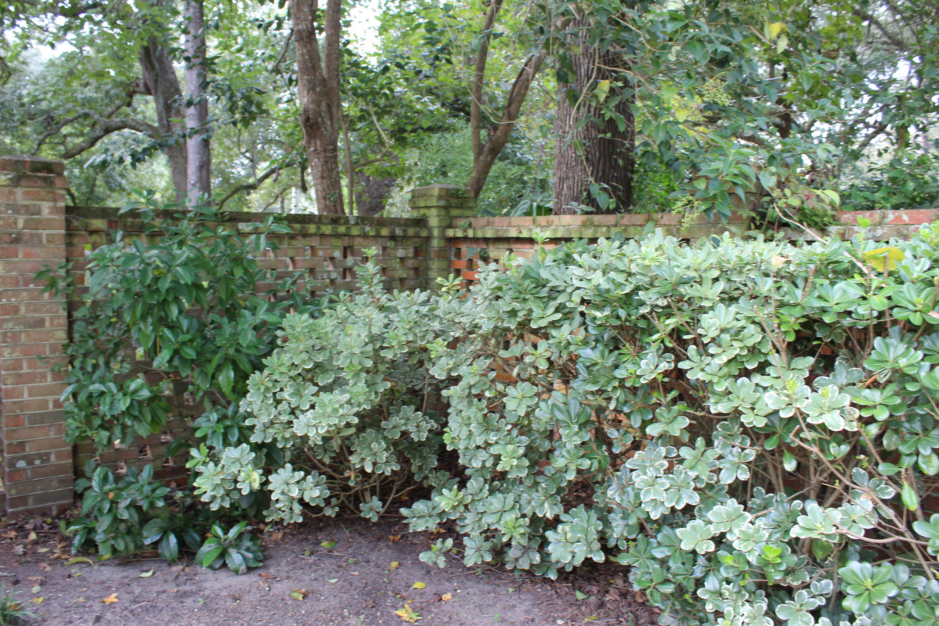1919 Westminster Road Charleston, SC 29407 - Photo 89 of 100 Photo Oct 10, 2 54 52 PM