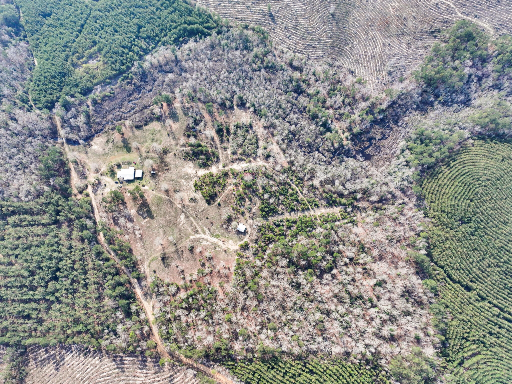 1202 County Road 1099 Wiergate, TX 75977 - Photo 19 of 22 a view of a yard with a tree