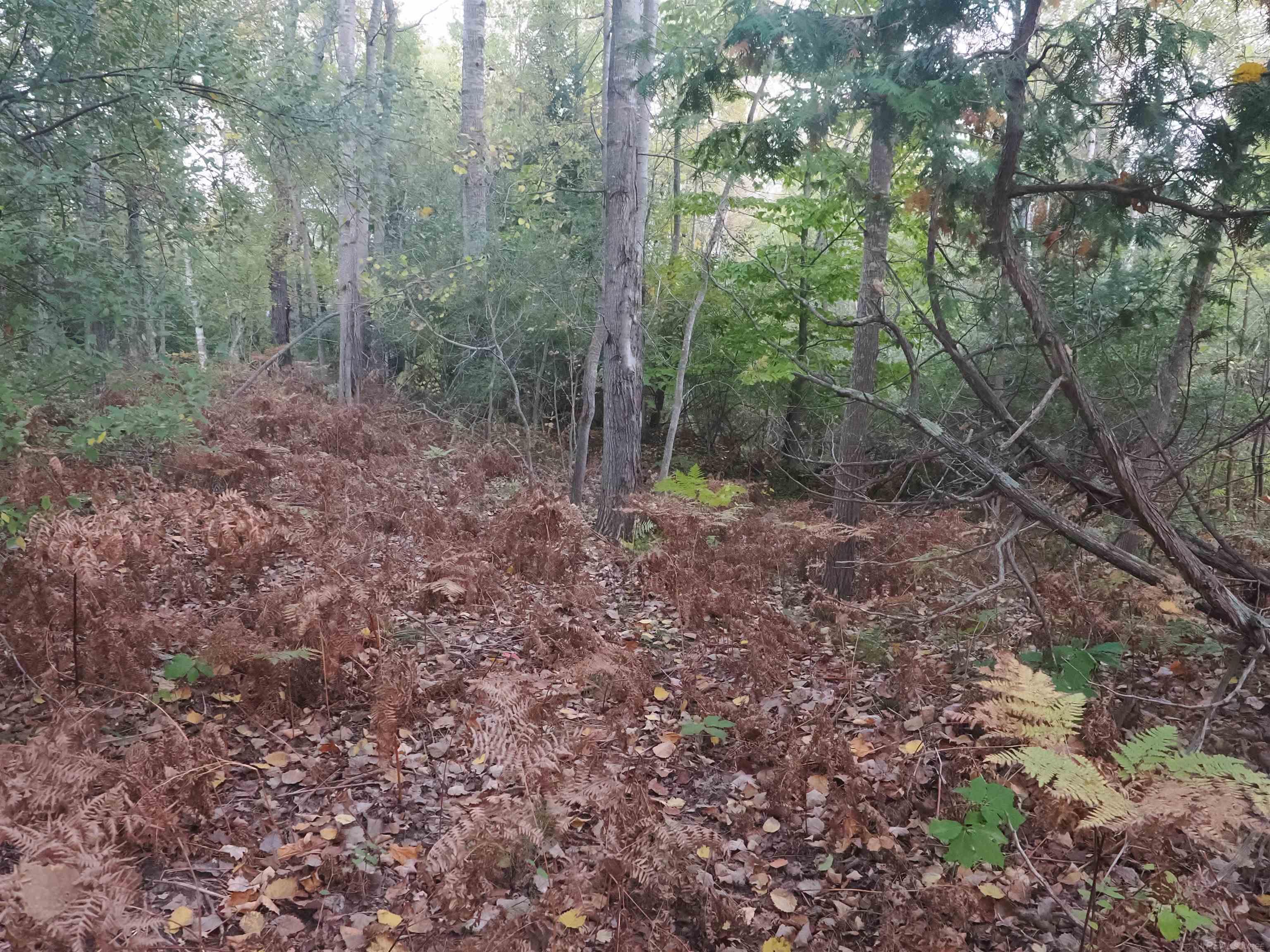Xxx Tolan Road Spruce, MI 48762 - Photo 67 of 79