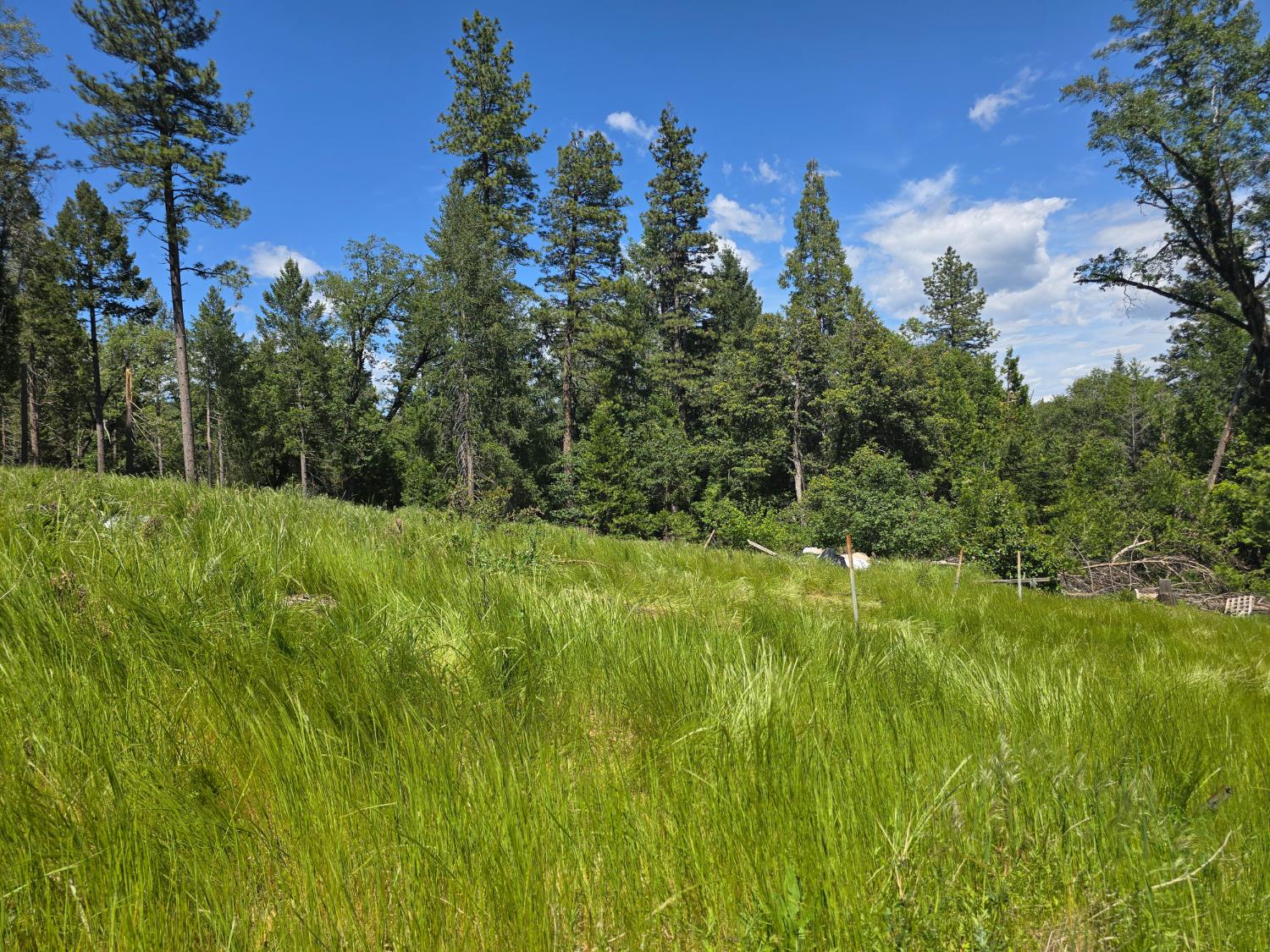 14599 Tumbling Creek Road Grass Valley, CA 95945 - Photo 4 of 9 a view of a lush green space