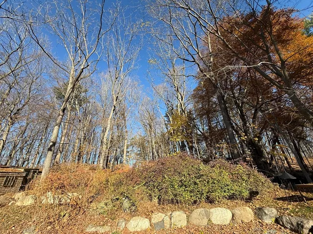 a view of a yard covered with trees