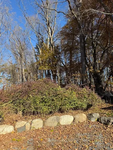 a view of a yard with large trees