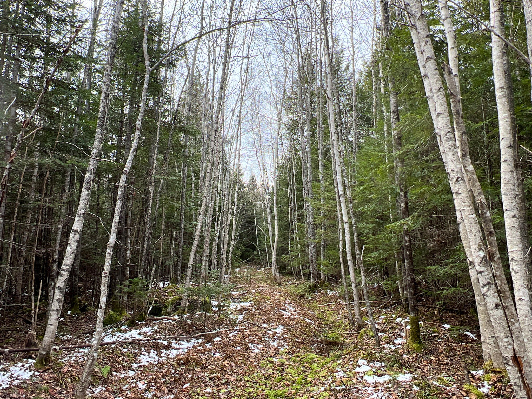 Lot 4 Lower Drew Road Springfield, ME 04487 - Photo 20 of 24 13