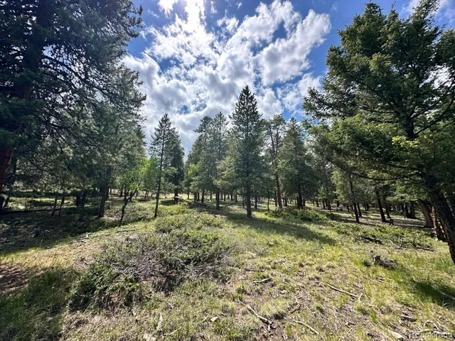 a view of a tree in a yard