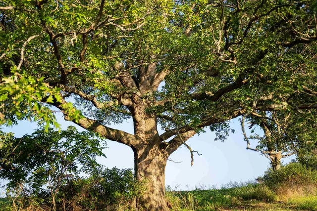 $3,150,000 | 8991 McKenzie Lane, Hollandale, WI 53544