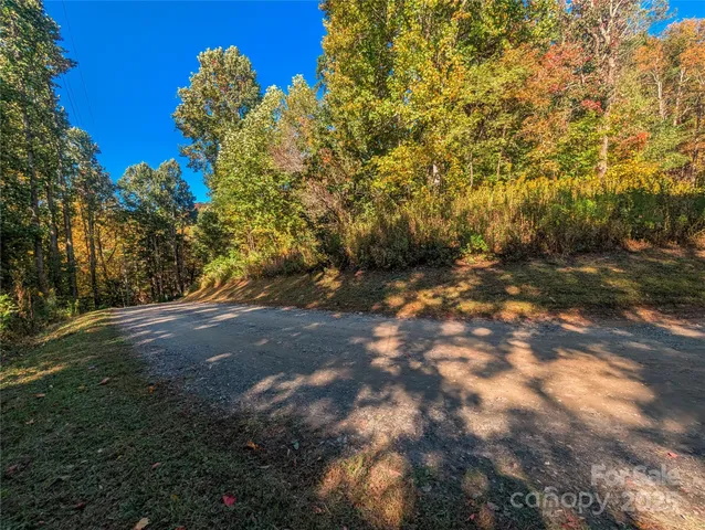 a view of a tree in a yard