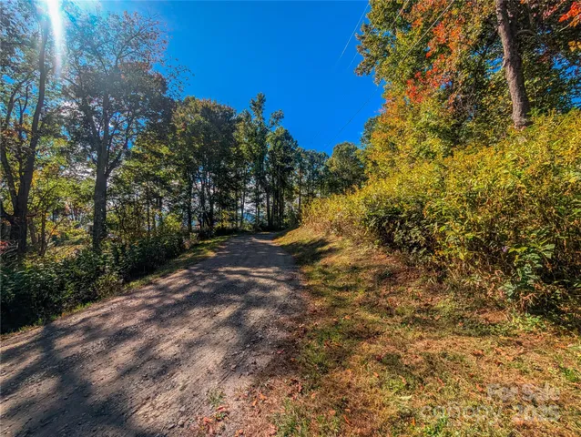 a view of a trees with a yard