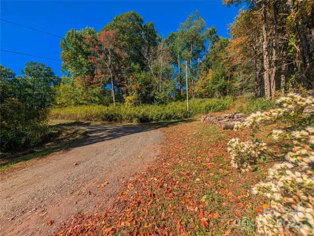a view of a yard with plants and trees