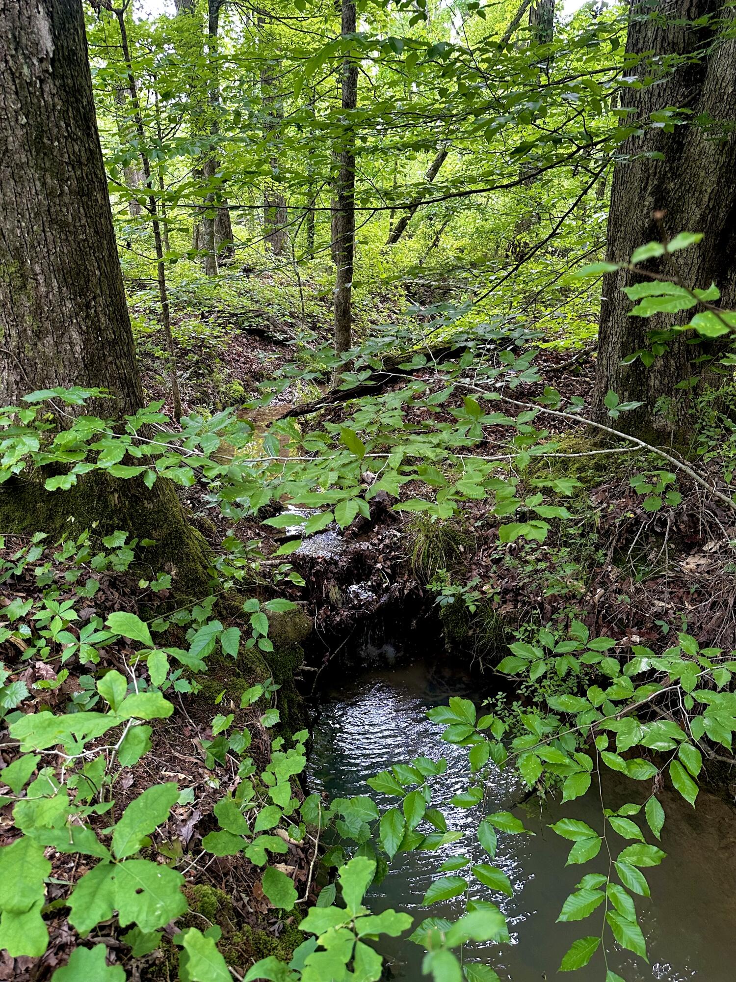 0 Highway 2 Dalton, GA 30721 - Photo 11 of 57 4 Spring