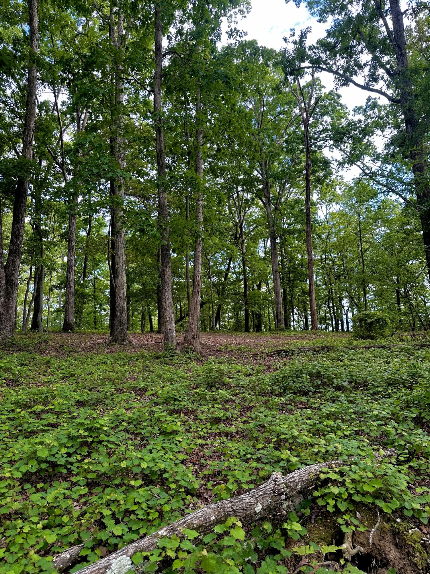 0 Highway 2 Dalton, GA 30721 - Photo 15 of 57 14