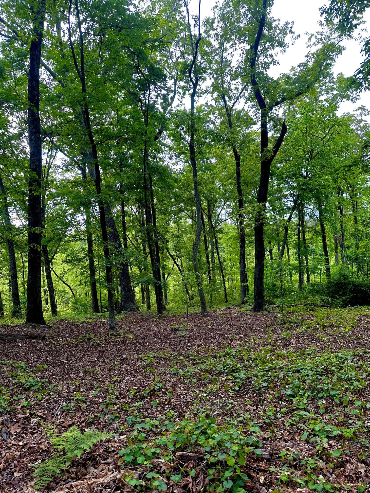 0 Highway 2 Dalton, GA 30721 - Photo 17 of 57 16