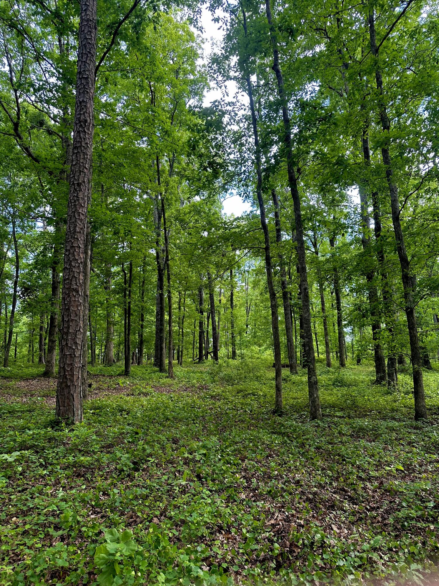 0 Highway 2 Dalton, GA 30721 - Photo 18 of 57 17