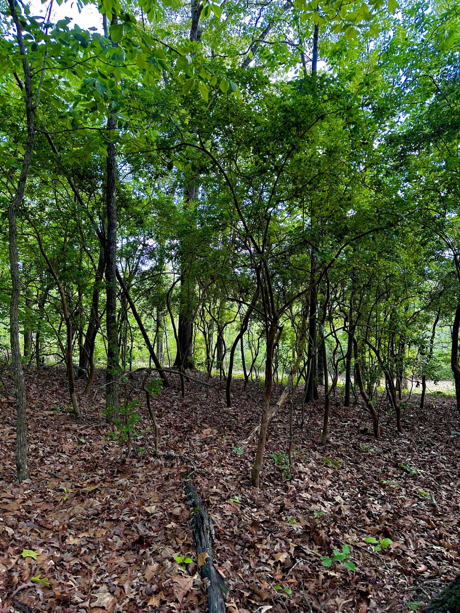 0 Highway 2 Dalton, GA 30721 - Photo 19 of 57 18