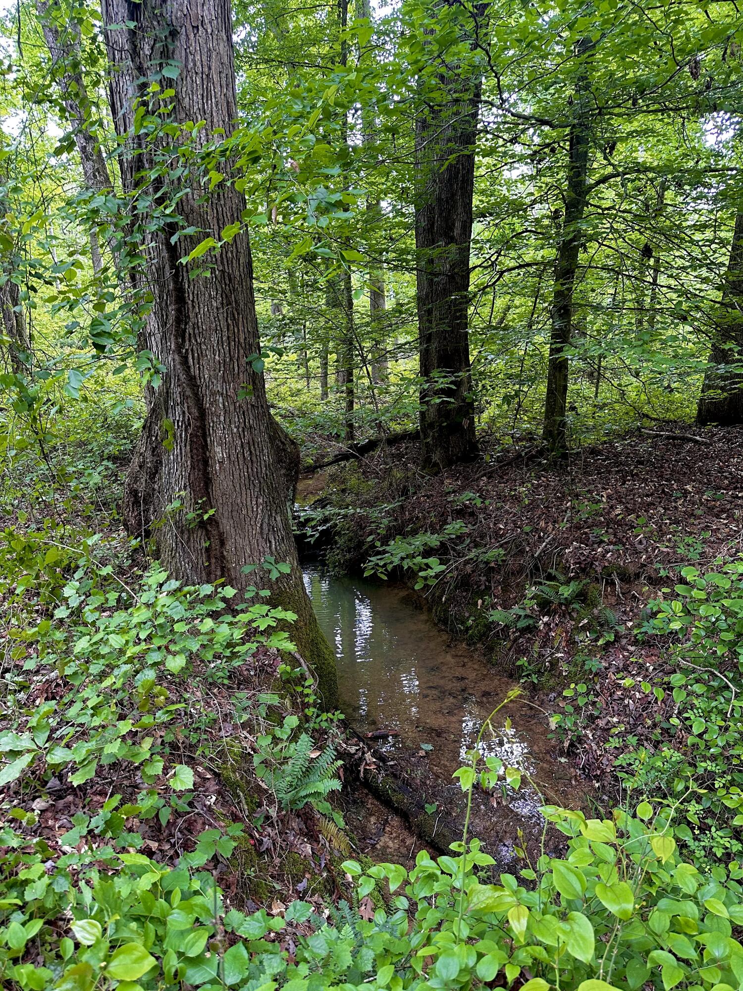 0 Highway 2 Dalton, GA 30721 - Photo 5 of 57 5