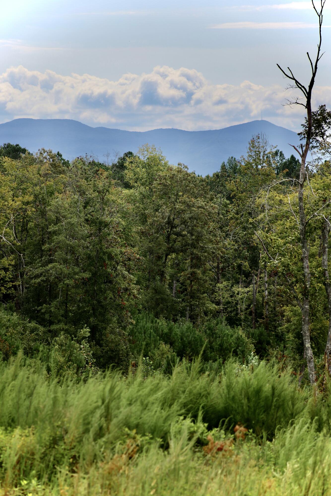 0 Highway 2 Dalton, GA 30721 - Photo 7 of 57 7