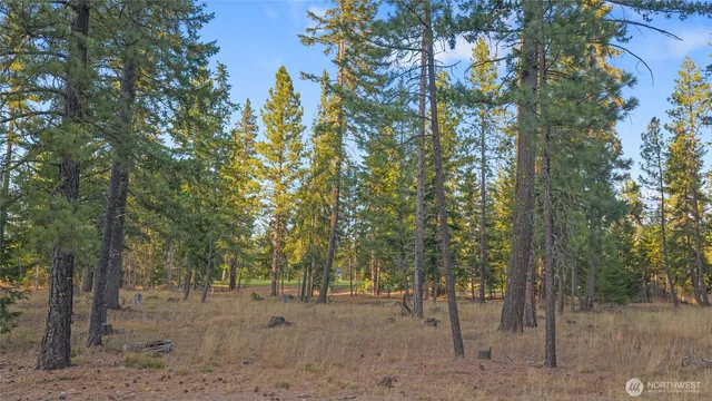 a view of a forest with trees in the background