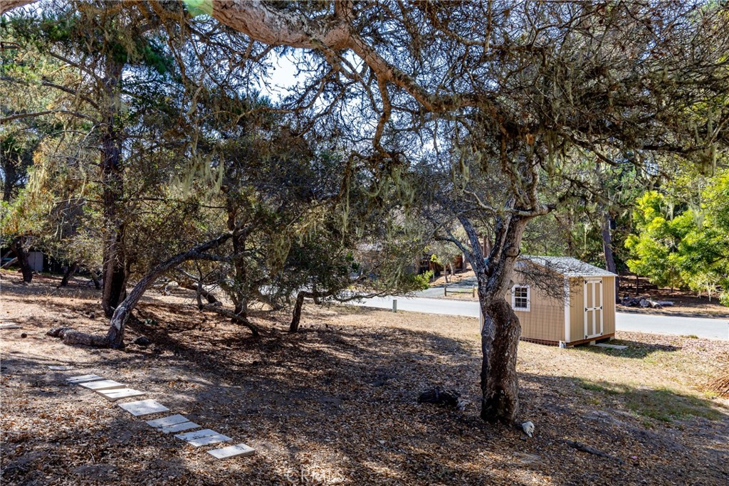 2070 Wales Road Cambria, CA 93428 - Photo 33 of 38 a tree in the middle of a forest