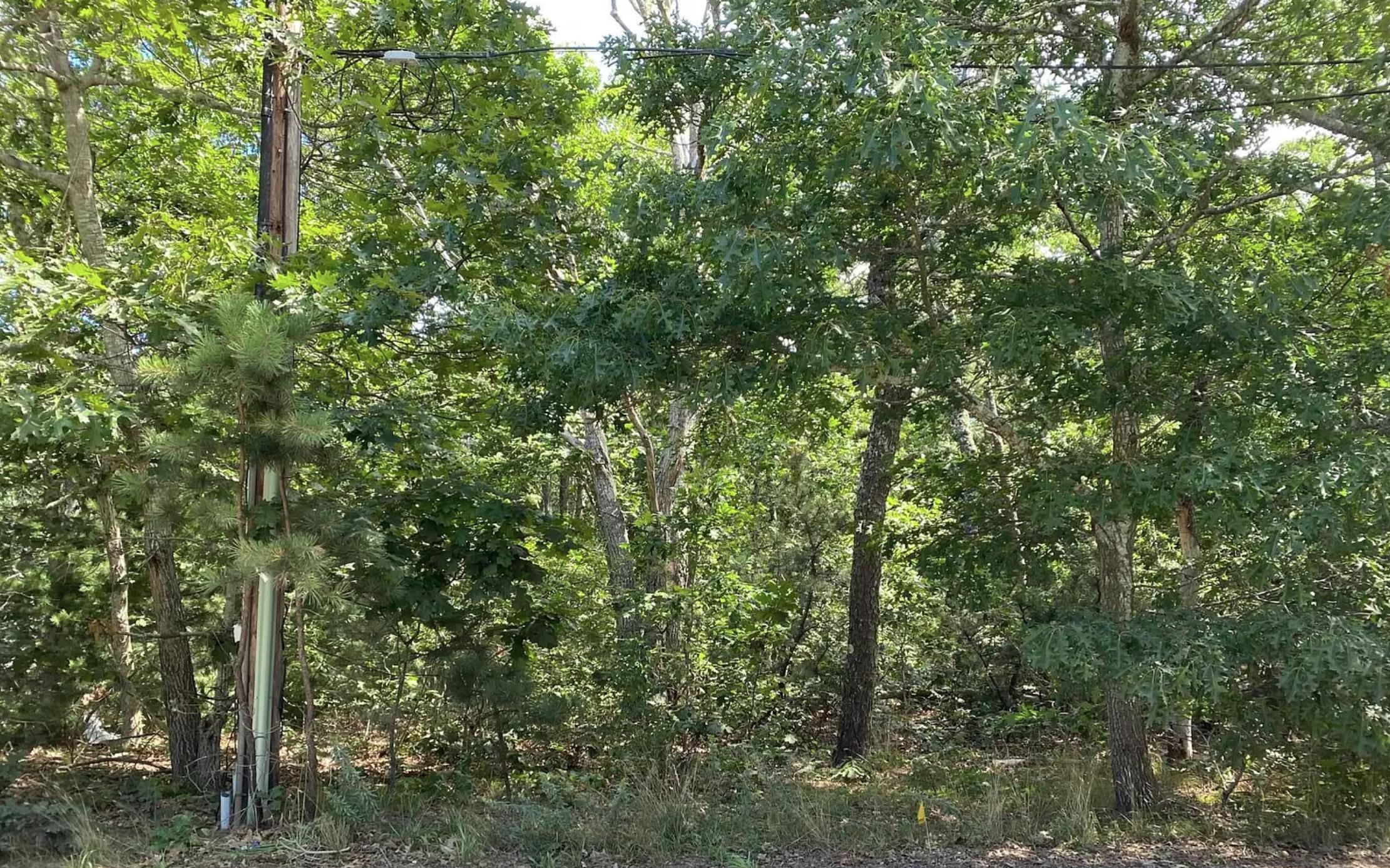 a view of a forest with a tree in the background