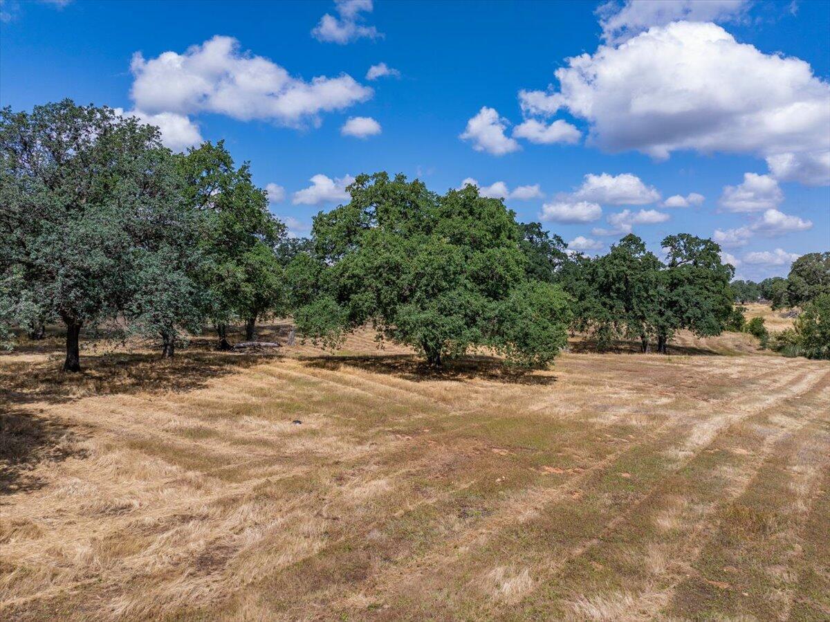 245 Walton Avenue Red Bluff, CA 96080 - Photo 4 of 22 a view of a tree with a yard