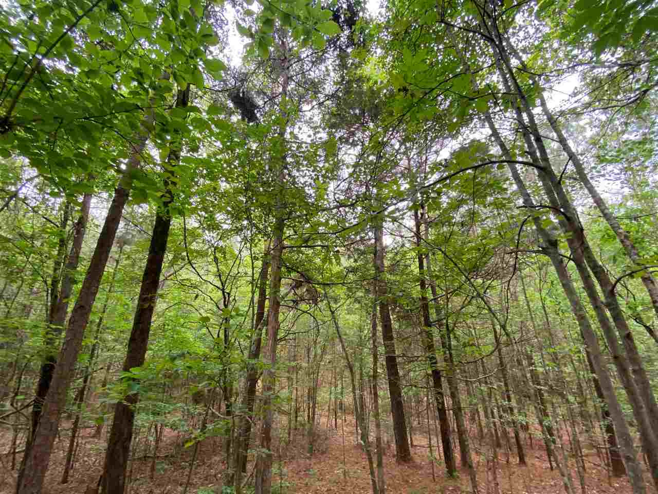 0 Cooncreek Road Carthage, MS 39051 - Photo 1 of 19 Photo 1