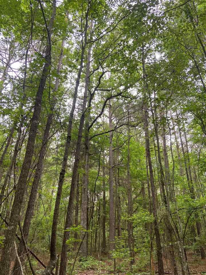 0 Cooncreek Road Carthage, MS 39051 - Photo 17 of 19 Photo 17
