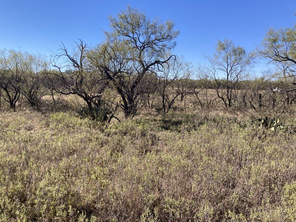 0 Medlan Chapel Road Graham, TX 76450 - Photo 22 of 25 a view of a dry yard with trees