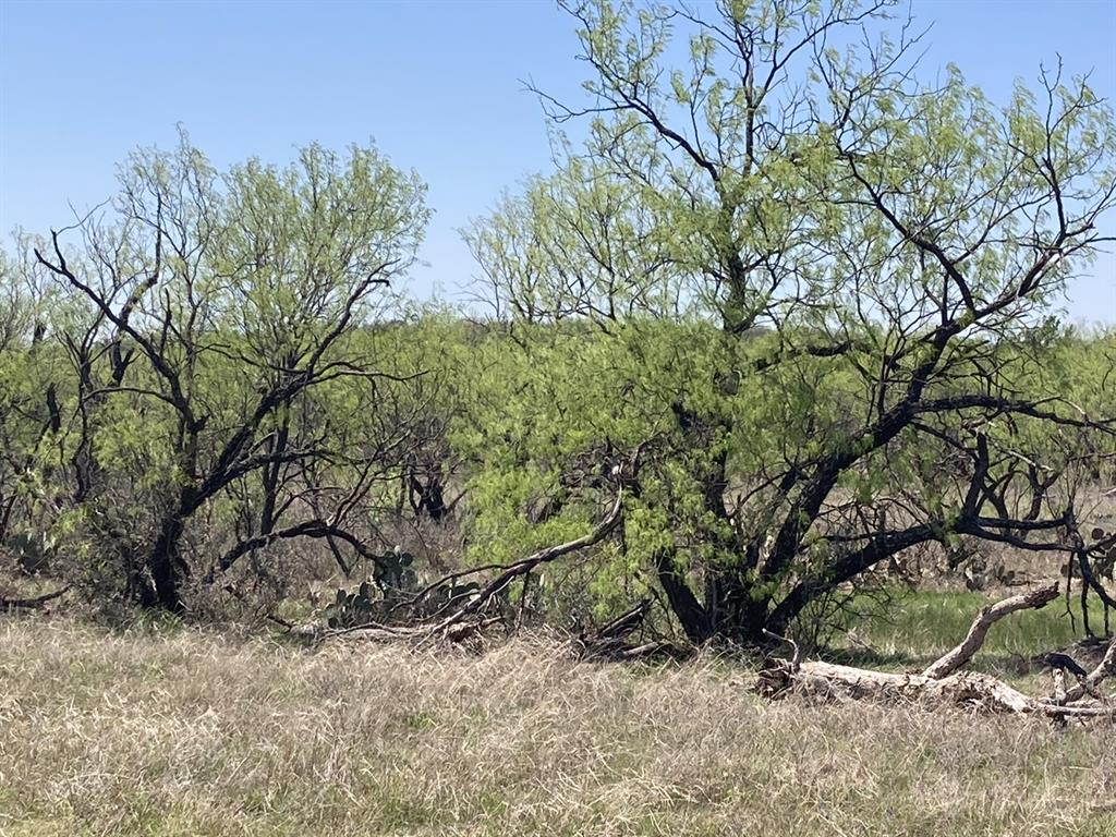 0 Medlan Chapel Road Graham, TX 76450 - Photo 3 of 25 a backyard of a house with lots of green space