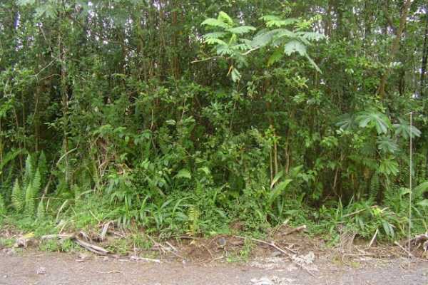 204 Pakalana Road Pahoa, HI 96778 - Photo 3 of 7 Gallery Image 3