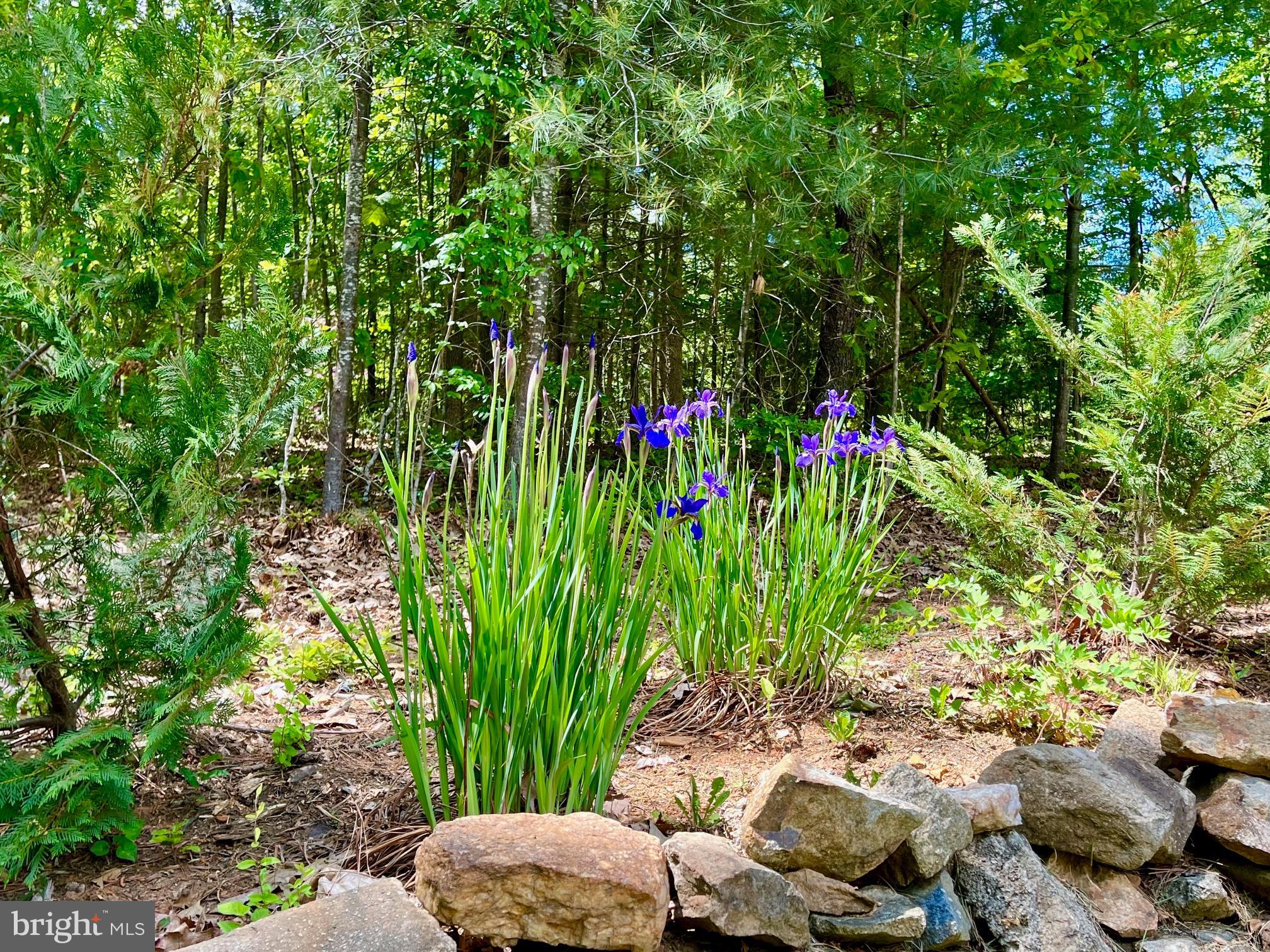 700 Battle Mountain Road Amissville, VA 20106 - Photo 66 of 76 Iris