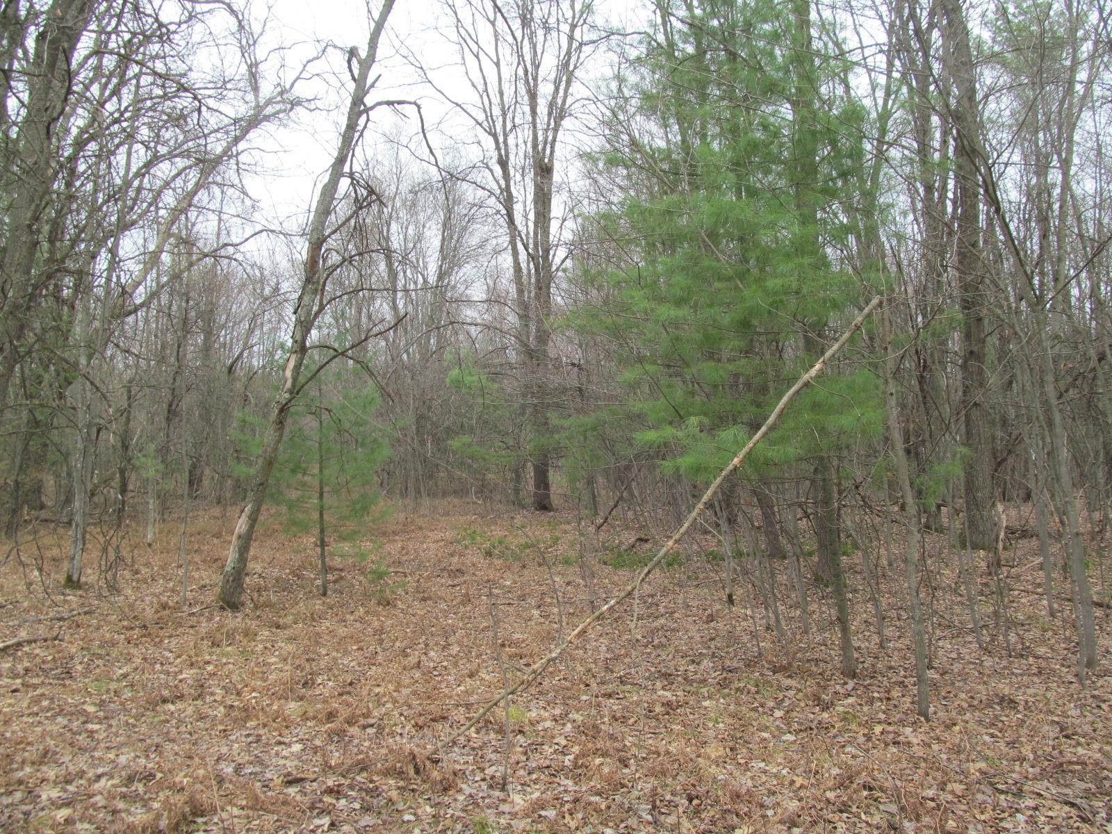 Lot 25 River Wood Road, Unit RIVER WOODS ESTATES #2 LO Lake City, MI 49651 - Photo 6 of 6