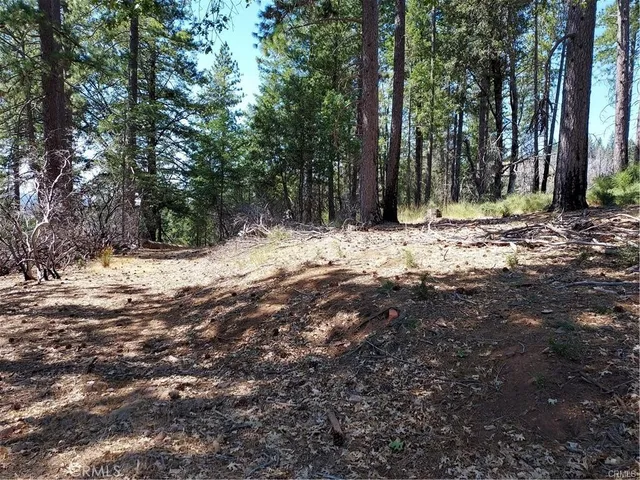 a view of yard with trees