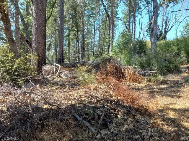 a view of a yard with plants and a bench