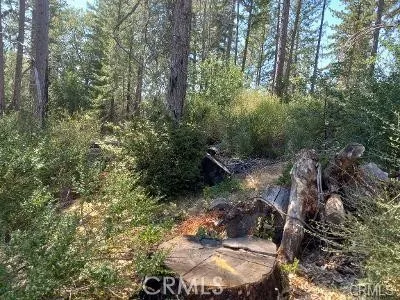 a view of a backyard with trees