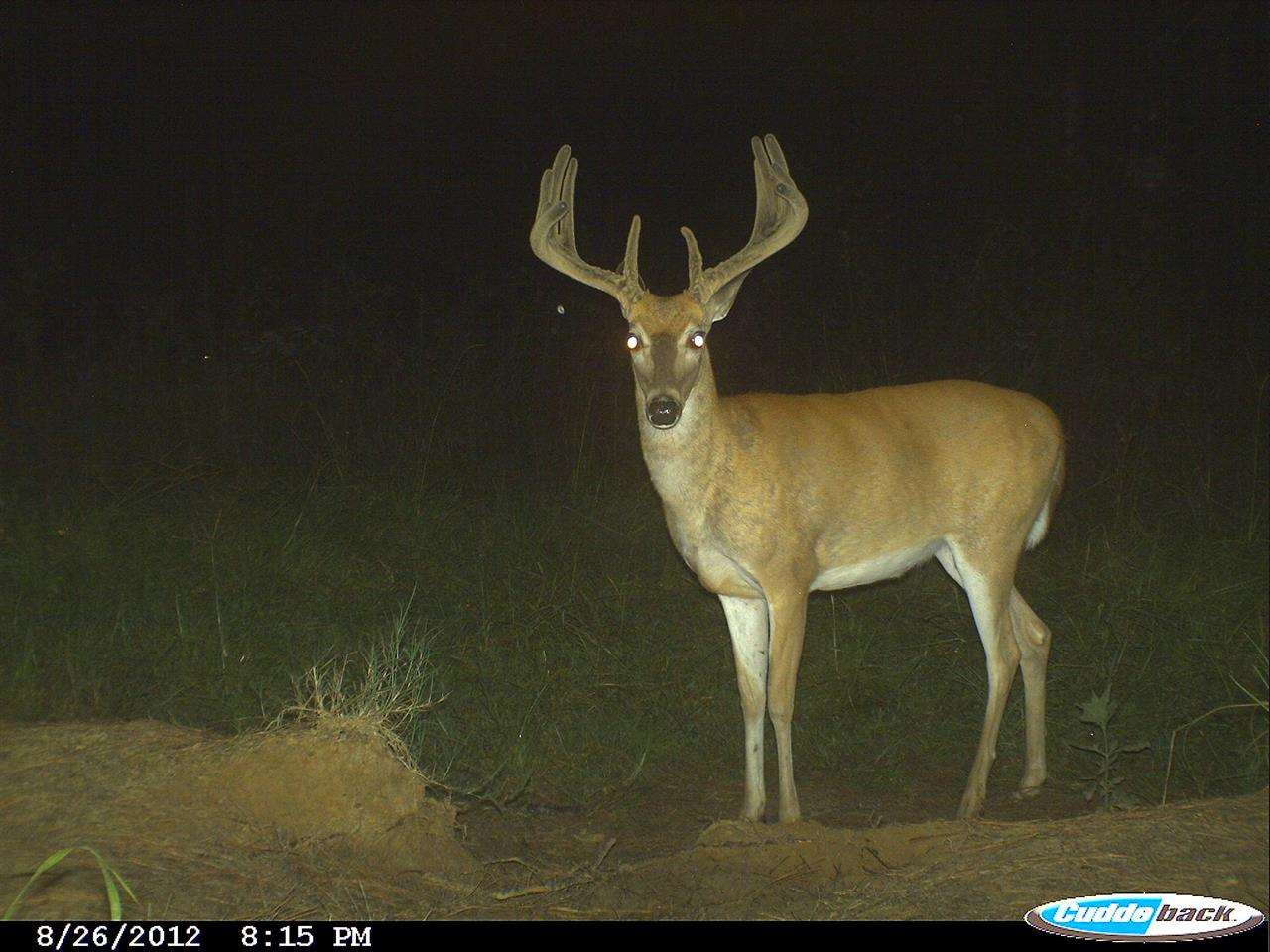 524 Goodloe Road Canton, MS 39046 - Photo 1 of 27 Photo 1