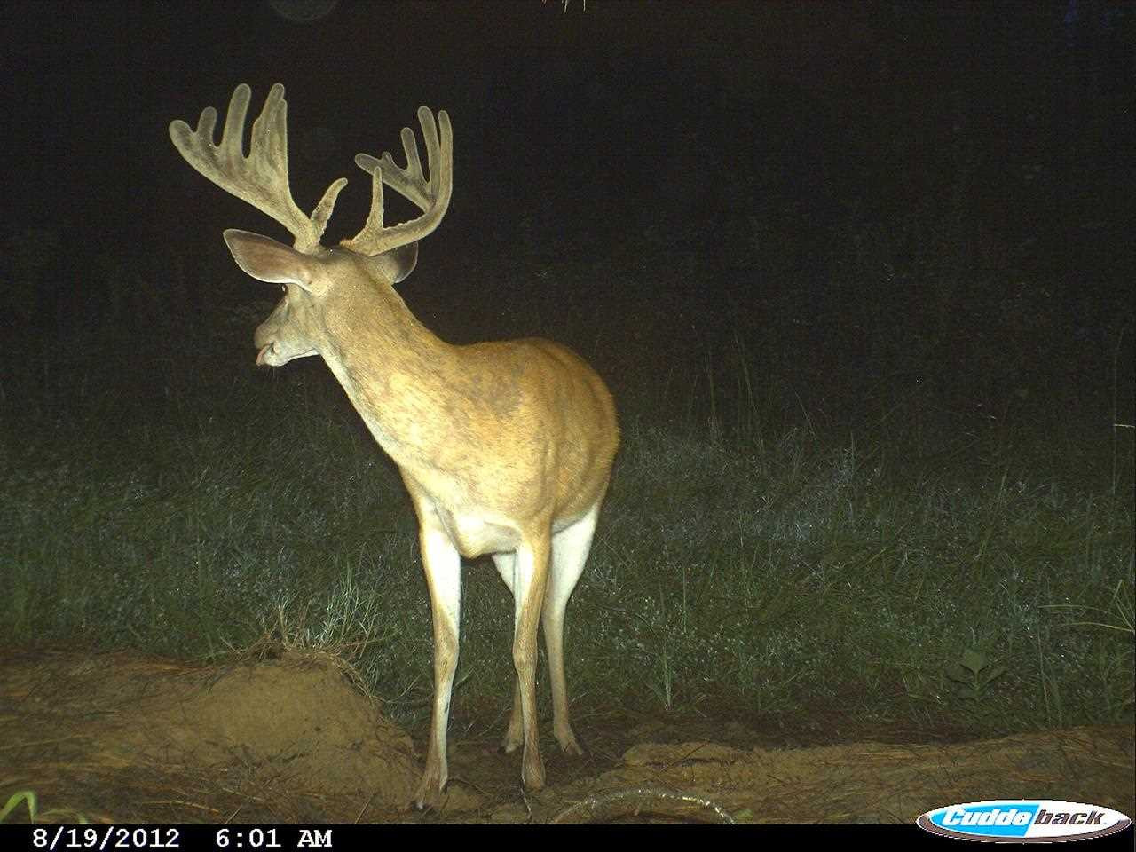 524 Goodloe Road Canton, MS 39046 - Photo 3 of 27 Photo 3