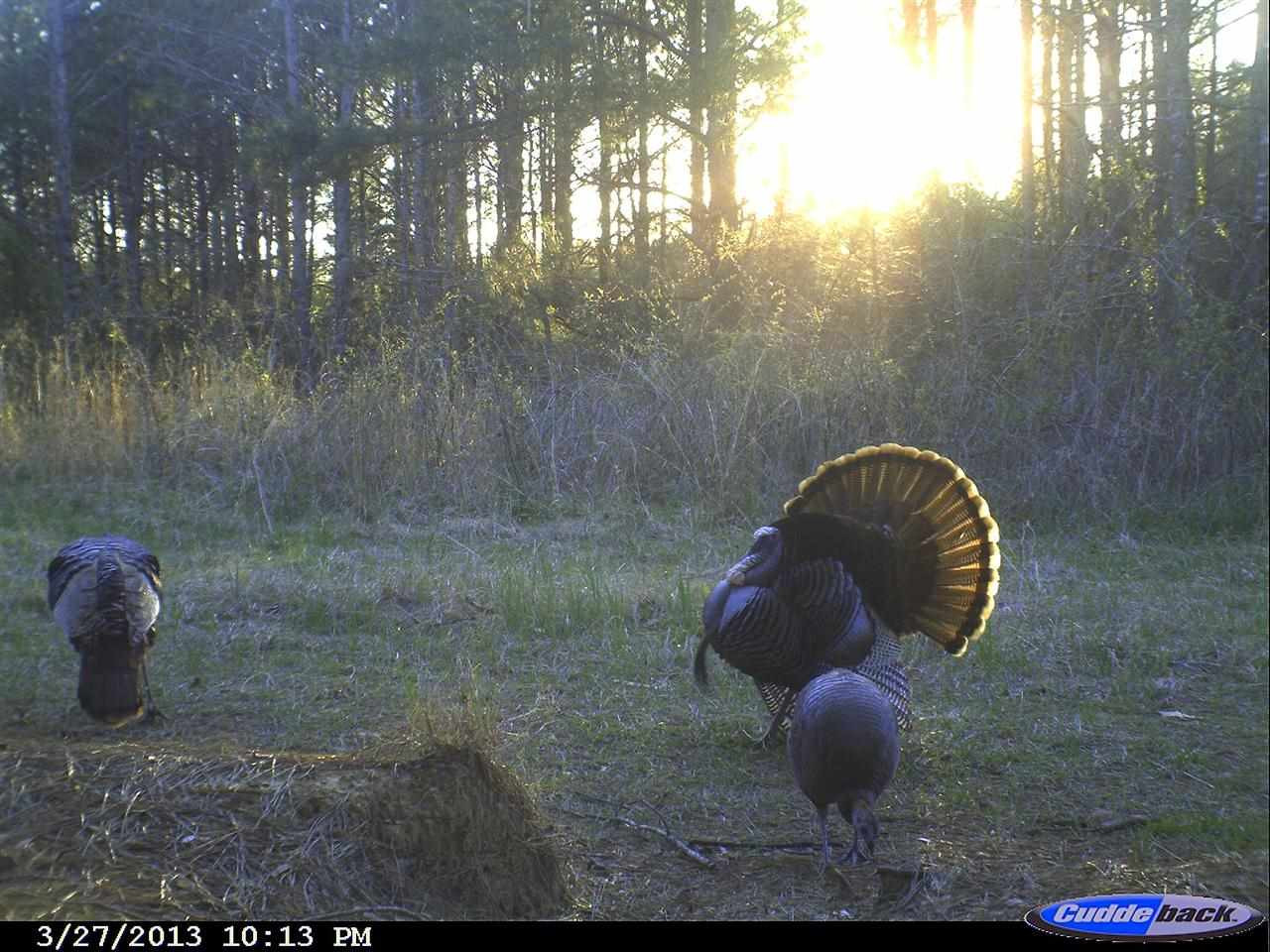 524 Goodloe Road Canton, MS 39046 - Photo 4 of 27 Photo 4