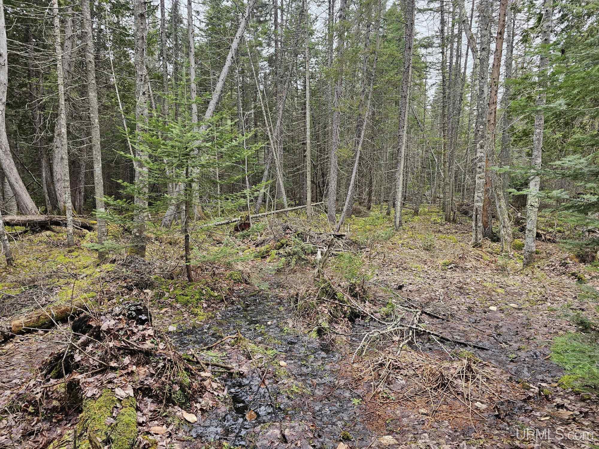 23 Camp 23 Road Germfask, MI 49836 - Photo 12 of 16