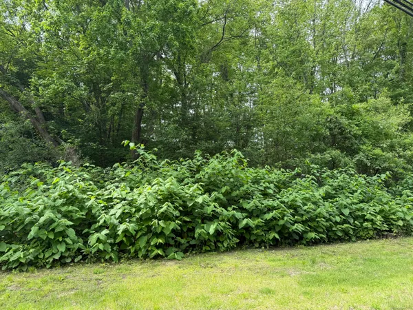 a view of a garden