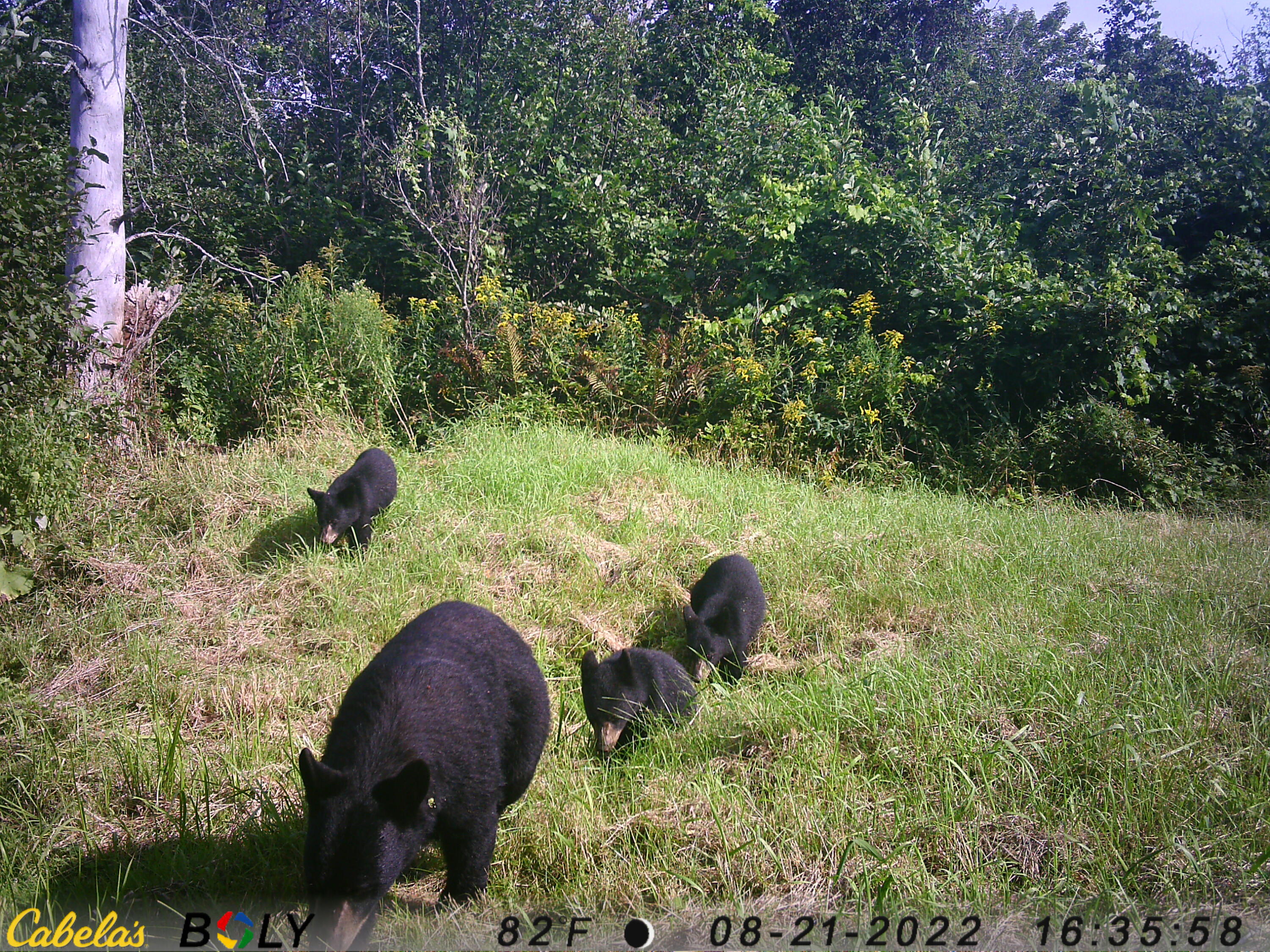 501 Gentle Road Littleton, ME 04730 - Photo 58 of 80 IMAG0288