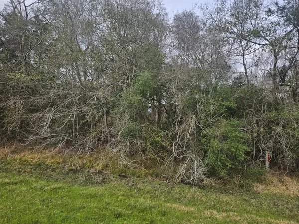 a view of a yard with large trees