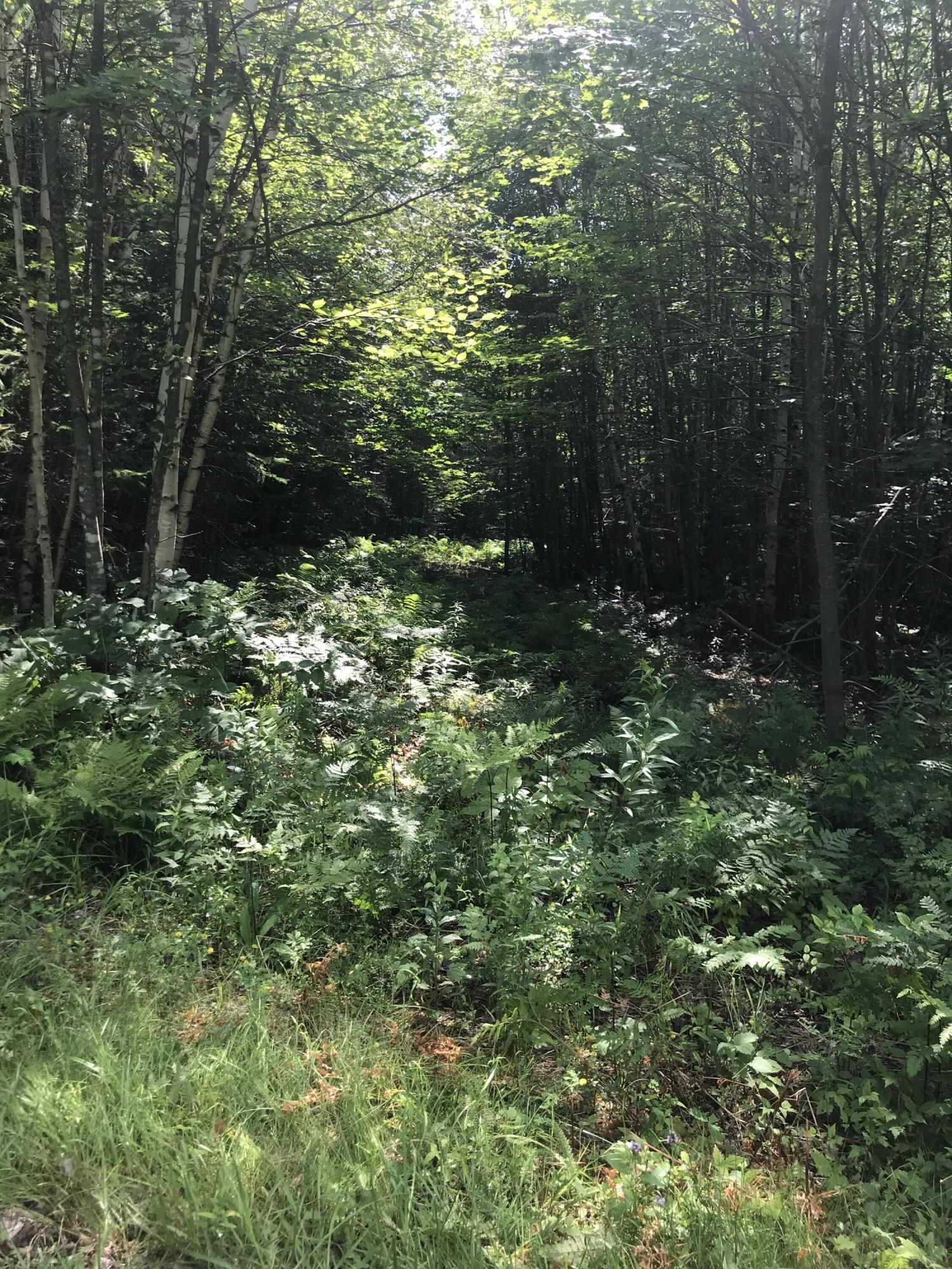 Tbd Millay Hill Road Kingfield, ME 04947 - Photo 10 of 20 B39E38EA-D5CA-4866-AEA3-2FA775F047D9