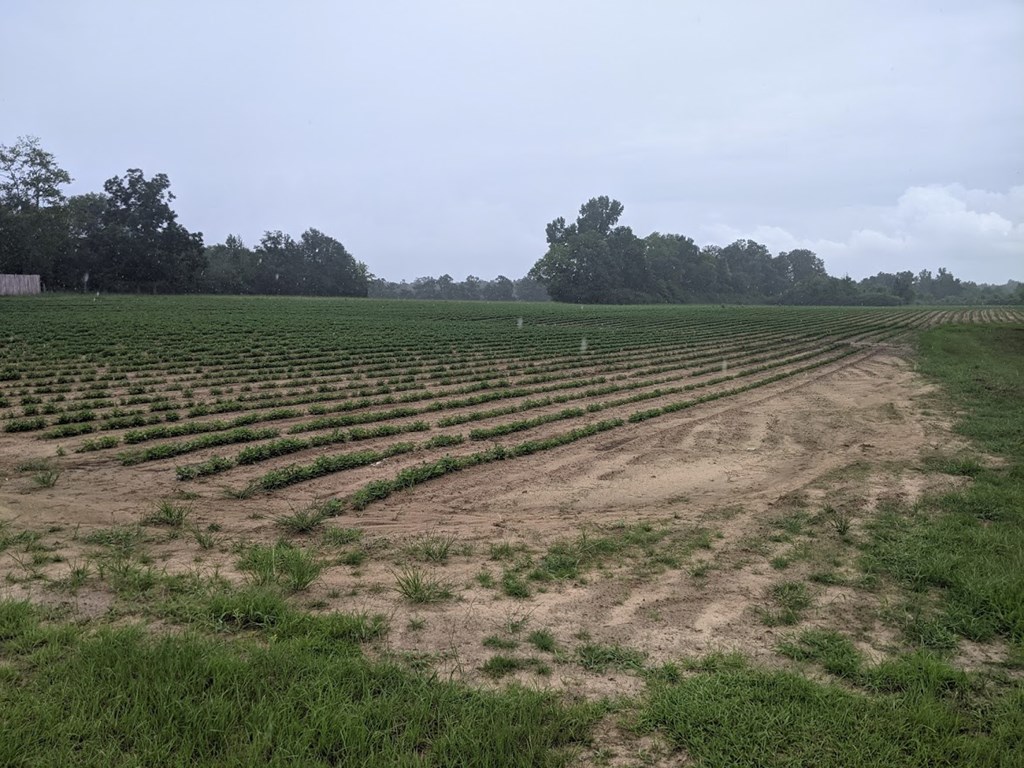 0 Ed Tolar Road Pansey, AL 36370 - Photo 7 of 7