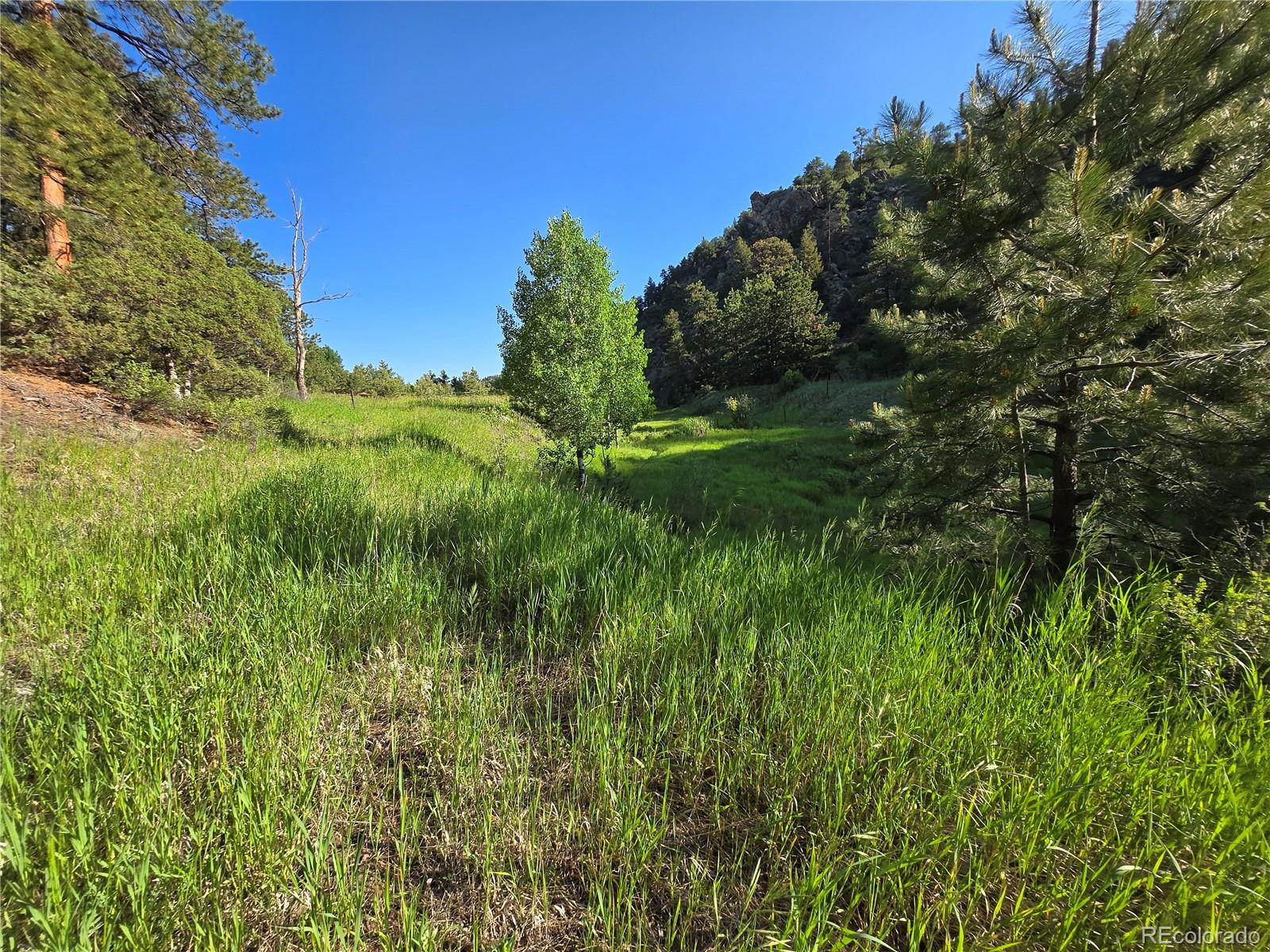 14514 Reserve Road Pine, CO 80470 - Photo 5 of 31 a view of a lush green space
