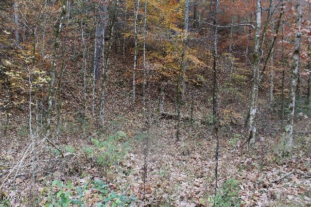 1559 Spring Creek Road Reliance, TN 37369 - Photo 9 of 14 IMG_7622 (640x427)