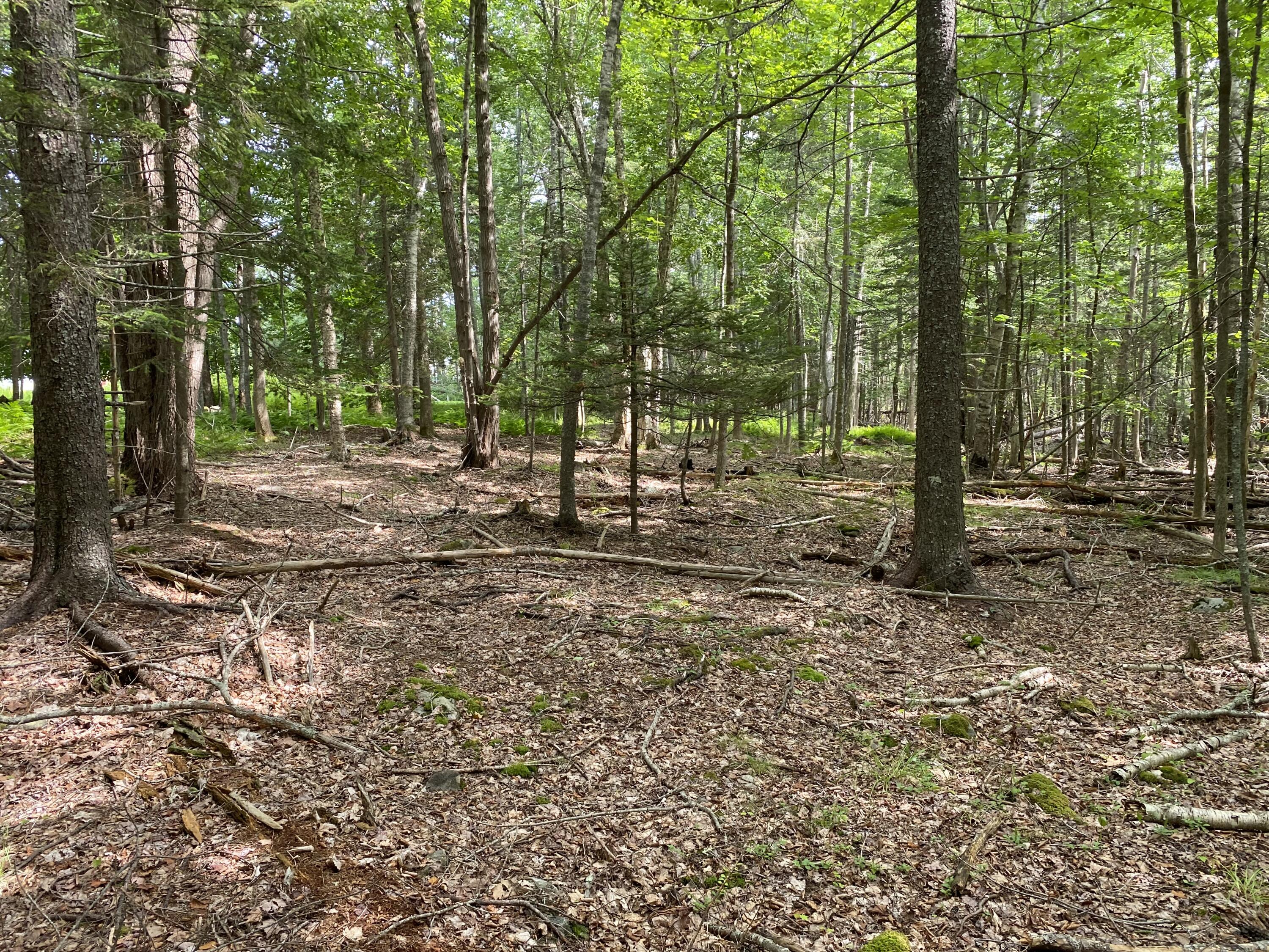 812 Main Road Islesboro, ME 04848 - Photo 41 of 44 Wooded acreage