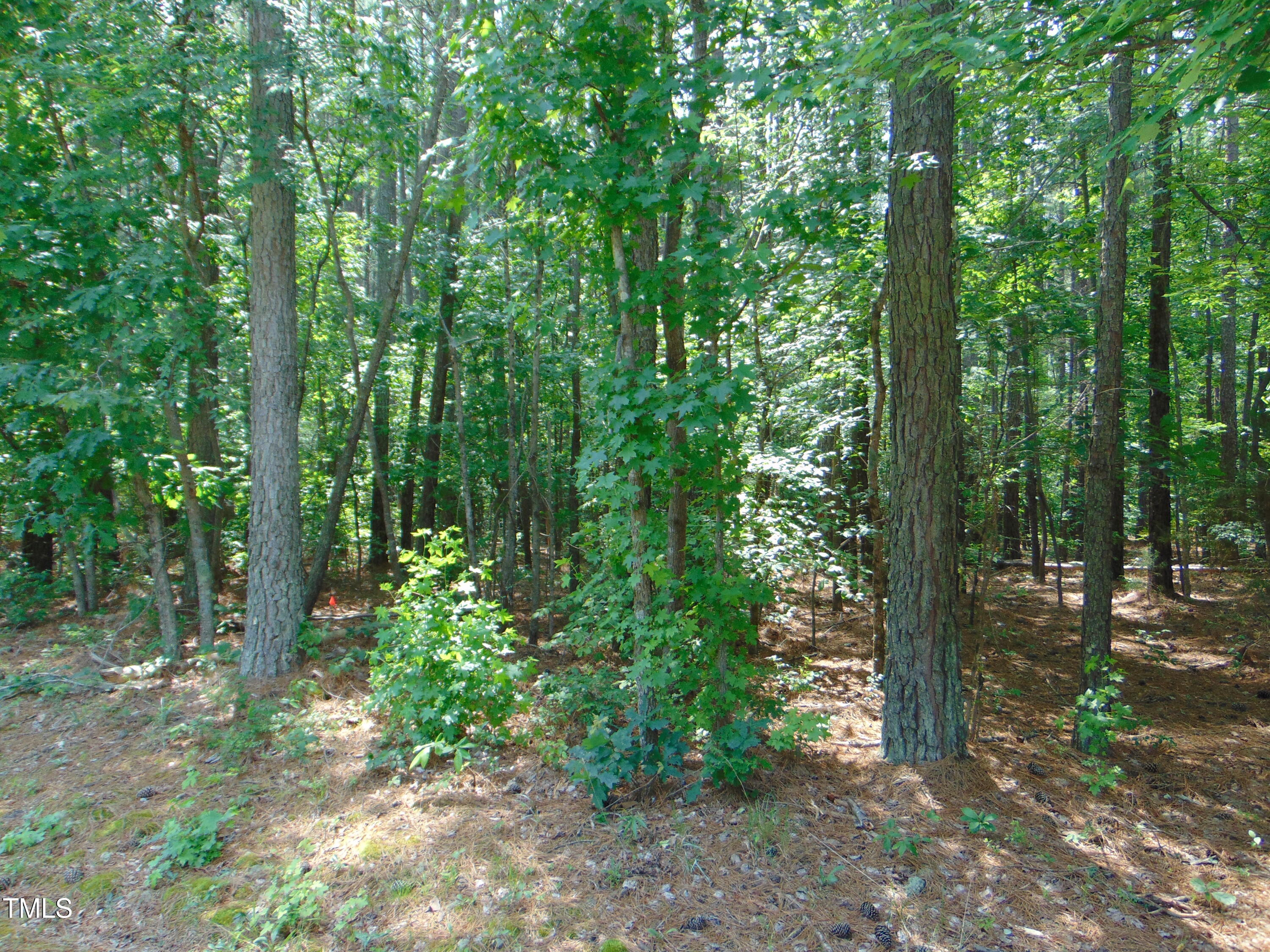 0 Shady Oak Road Roxboro, NC 27574 - Photo 14 of 18 a view of forest