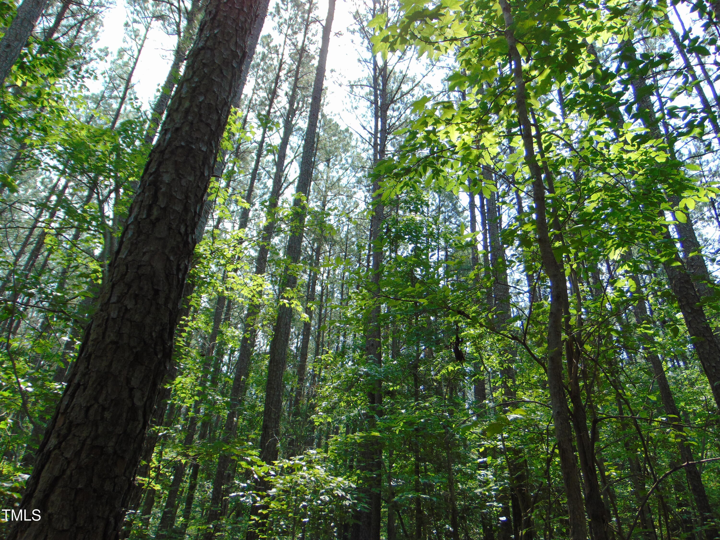 0 Shady Oak Road Roxboro, NC 27574 - Photo 17 of 18 a close up of a tree