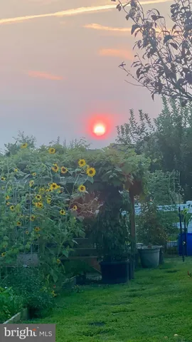 a view of a lush green forest