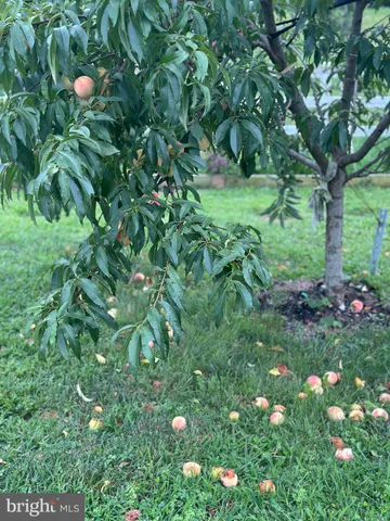 a view of yard with flowers and flowers